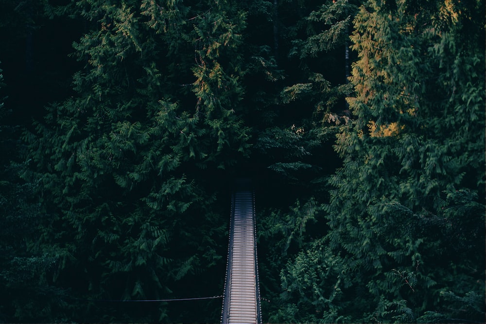 Forestbridge